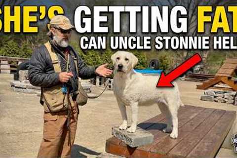 My Dog Doesn't Mind and It's Getting Fat | Can Uncle Stonnie Help?