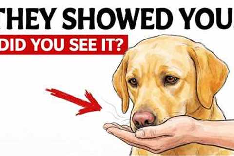 6 Things Dogs Only Do With Their FAVORITE PERSON, And What They Really Mean