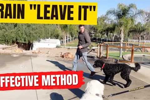 How to train leave it