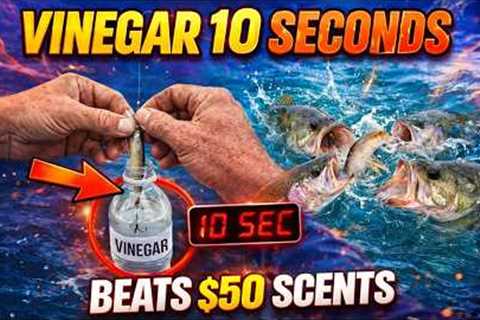 Dip Your Bait in Vinegar for 10 Seconds — Outperforms $50 Scents Instantly