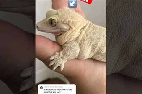Is my crested gecko overweight?! #chunkygecko #crestedgecko