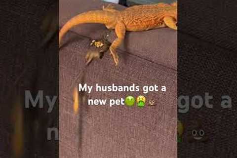 With in first 15 minutes we got her home. 🤮🤢💩😂 #pets #lizard #beardeddragon #poop #reptile #lol