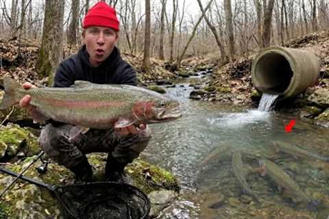 48 Hours Fishing TINY Creeks for Steelhead Trout - Hood Car Camping