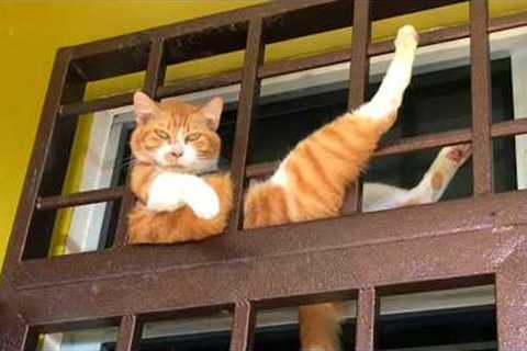 When Cats Think No One's Watching Them 😂 Funny Cat Videos 2026