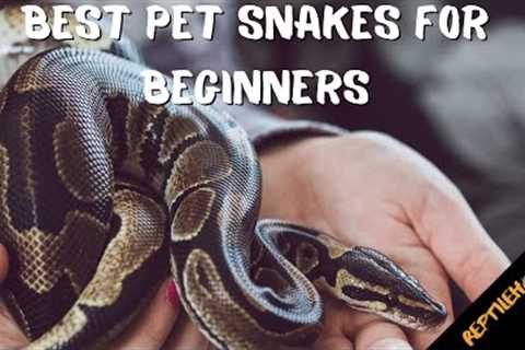 6 Best Snake Pets for Beginners: Easy to Take Care Of