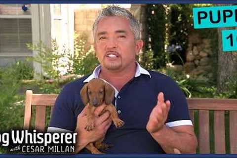 How To Raise The Perfect Puppy | Dog Whisperer With Cesar Millan