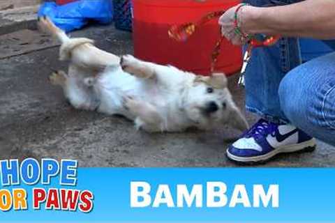 Abandoned dog needed medical help and a loving forever home.  💙