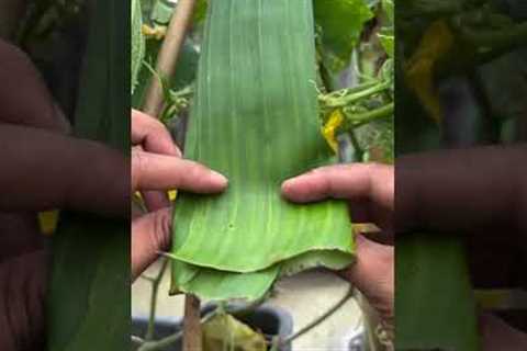 Cucumber protects tips from insects by using banana leafes #gardening #ytshorts