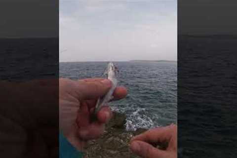 Fishing Hacks and Tricks bait Shore fishing Rock Fishing Boatless fishing 🦈🐟🐠🐡🎣🎣🎣  #fishing