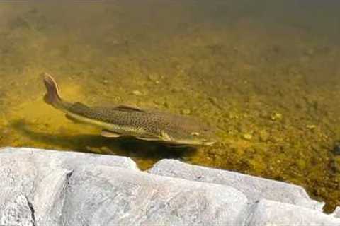 MONSTER FISH are SHOWING UP ALL OVER with the WARM WEATHER in the Shallow Waters of MIAMI!