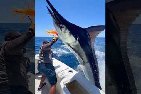 Marlin Launches Into Fishing Boat! #fishing #fisherman 🎥IG:@cabotxstar