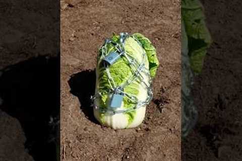 Gardening tips everyone need to know #gardentips #tips #adamrose