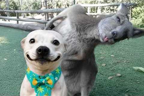 Animals Becoming Best Friends in the World 😍 Funny ANIMALS Video 2025