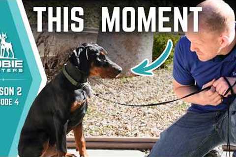 The Moment Dobermans Decide If You're In Charge | Dobie Masters - S2E4