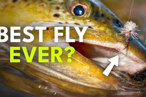 The Only Dry Fly You Really Need?