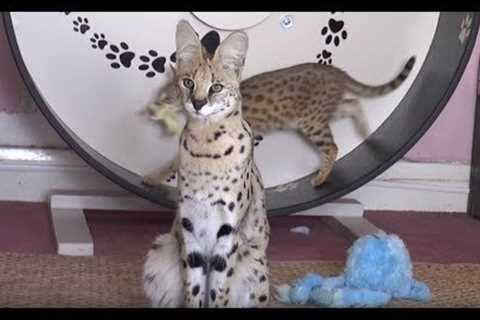 Walks on the Wild Side: Britain's Exotic Pets