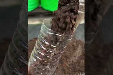 Growing tomato plant by using upside down technique #gardening #harvesting #ytshorts
