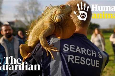 When wild animals escape: could the exotic pet trade be our downfall? | Human Animal