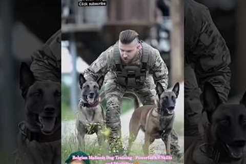 Belgian Malinois Dog Training | Powerful K9 Skills and Discipline 🐕‍🦺🔥 #dog #belgianmalinois #k9
