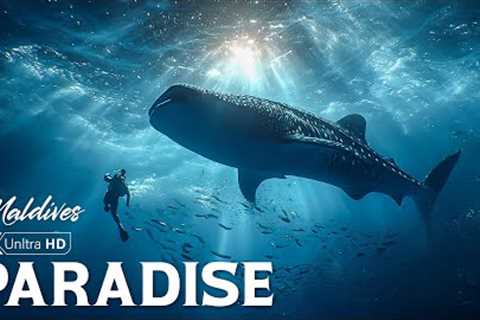 Unseen Paradise | Exploring the Untouched Diving Haven of Maldives and Beyond