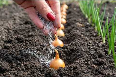 Don’t Plant Onions Until You See This – Old Gardener’s Trick for Huge Harvest