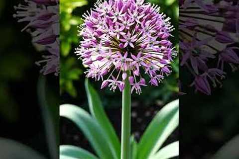 Ornamental allium — Allium spp  #leafsonggarden #garden #gardentour
