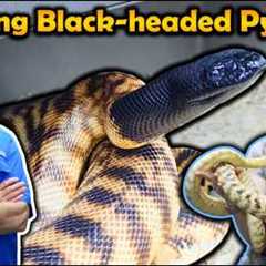How to Breed Black-Headed Pythons! (with Split Rock Reptiles)