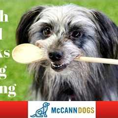 Dog Tricks Using Shaping - Professional Dog Training Tips