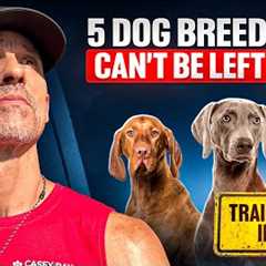 Top 5 Dog Breeds That Can’t Be Left Alone (Most People Get This Wrong)