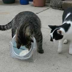 Cats For Cats To Watch HD ➙ EPIC 3 HOURS! Cat Videos * Cats Playing * Entertainment For Cats