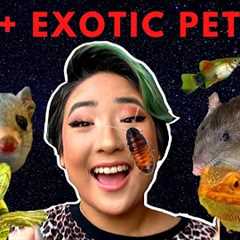 MEET ALL MY EXOTIC PETS AND ANIMALS 2019! // 25+ Amazing Creatures (I have an exotic zoo!)
