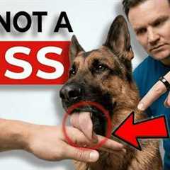 The Real Reason Your Dog Licks You (It's NOT What You Think!)