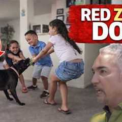 This ‘Aggressive’ Dog Changed Instantly… But Not Because of Training | Cesar 911