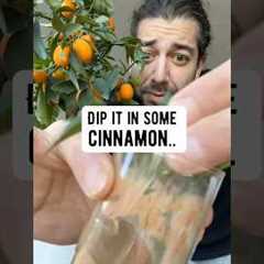 3 DIY gardening hacks | creative explained