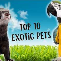 Exotic Pet Favorites: The Top 10 Most Popular Picks Unveiled!