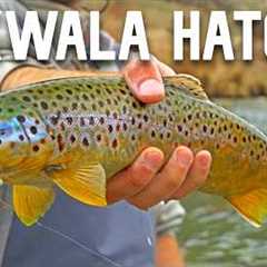 24 Hours Spring Fly Fishing the Owyhee River — Skwala Dry Fly Eats
