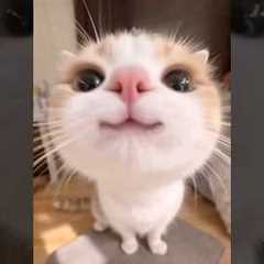 Funny cats #cat #funny #cats #reels #pets #catvideos #funnycats #kitten
