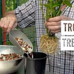 Tropical Treasure | How-to | Gardening Australia