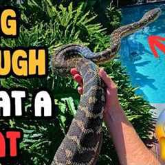 One Of the BIGGEST Pythons I've Ever Caught