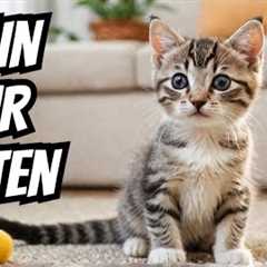 🔴 Kitten Training 101 - Tips for a Well-behaved Cat