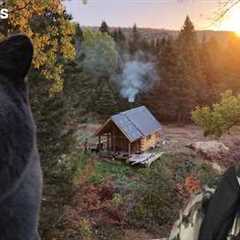 |TWO YEARS| Building a Log Cabin + Homestead in the Wild