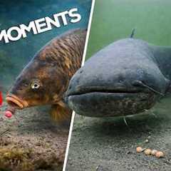 Best Underwater Fishing Moments 2025 (High Quality)