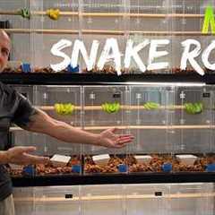 Inside My New Snake Room in Thailand — Built for What’s Coming Next