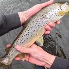Micro Skagit Trout Fishing UK | Swinging Streamers for Wild Brown Trout