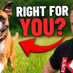 Is The BOXER Right For You!