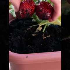 Genius Gardening Hacks You’ll Love! 💚🍓