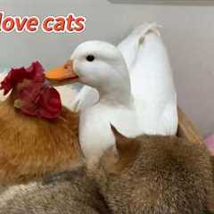 So funny! The duck caught the hen and the cat having an affair, and the rooster was very angry!
