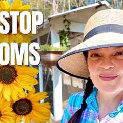 Plant This Combo for NONSTOP Blooms + Pollinators! (Easy Garden Formula)