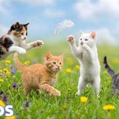 12 HOURS Calming Music for Anxious Cats 💖 Reduce Stress & Separation Anxiety Sleep Aid 🌈No Ads