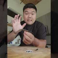 The Free Rig Masterclass 🇰🇷 #bassfishing